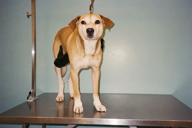 A dog standing calmly on a grooming table