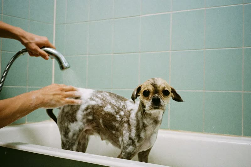 A small dog being washed in a grooming bath