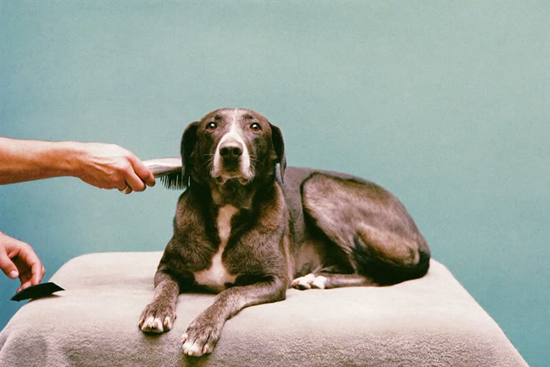 A settled older dog after its groom
