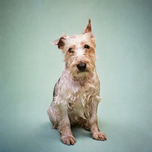 A freshly bathed small terrier after a wash