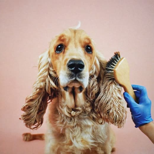 A spaniel being brushed out by a groomer's hand