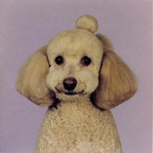 A poodle-cross with a fresh clip