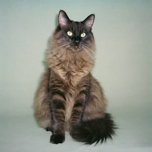 A long-haired cat with a freshly groomed coat